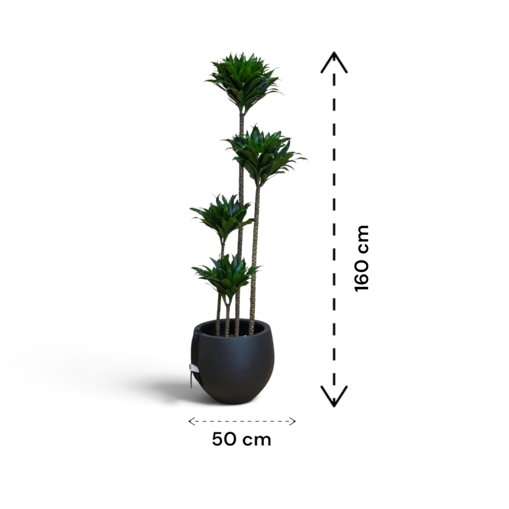 Dracaena fragrans Compacta v loncu Natural Couple